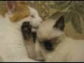 Cute Kittens Playing Cute Kittens Playing