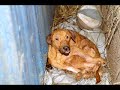 Taiwan Dog Rescue - AnimalsTaiwan