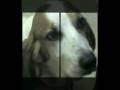 videos de Happy Thanksgiving 2008