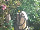 can�rio em manhua�u