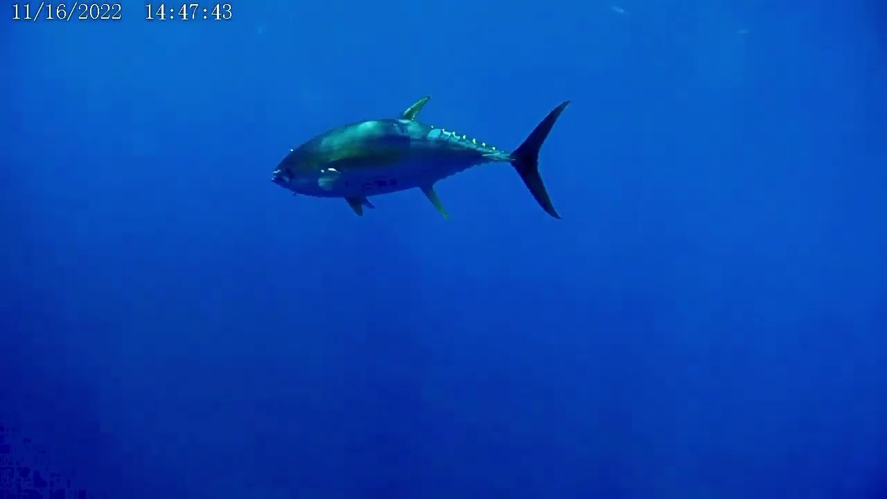 Gamefishing: tunas and mackerels