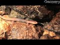 Caves Reveal Hidden Creatures Caves Reveal Hidden Creatures