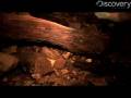 Caves Reveal Hidden Creatures