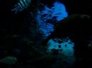 diveing and ..2