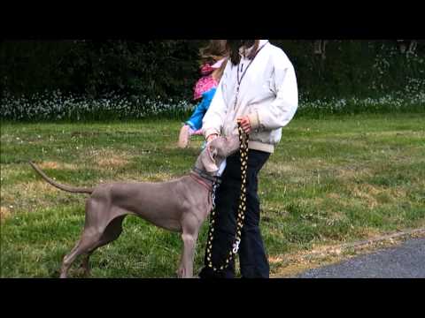 how to train weimaraner