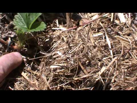 how to cut and replant strawberry runners