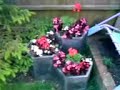 small garden pond