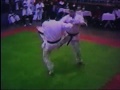 KARATE TOSHINKAI