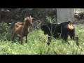 Kaira vs Goat Kaira vs Goat