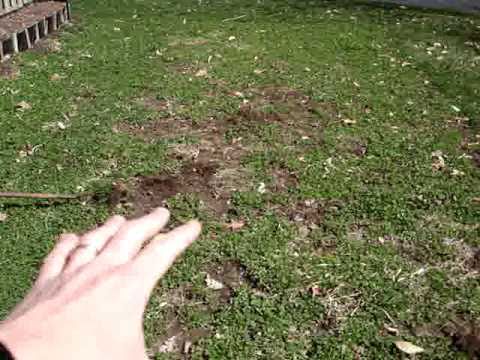 how to replant grass