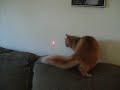 Me Attacks Dot