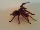 Grammostola rosea mating