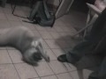 Fiona, la Boxer que hace lo que sea por un dulce!.
