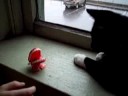 Chatterbox Chompers