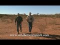 A Chris Pollitt and Brian Hampson film. Researching wild horse/brumby hoofs throughout central and northern Australia. Chris and Brian are scientists, they have been working on this project through the School of Veterinary Sciences at the University of Queensland. This visually stunning and compelling film shows the transformation of a wild horses hoof, from a soft sandy terrain hoof to that of a tough and hardened brumby hoof, the film shows the results of research that has taken Chris and Brian over 3 years to study. Horse lovers all over the world will marvel at the challenges of these magnificent brumbies and their continued struggle for survival.