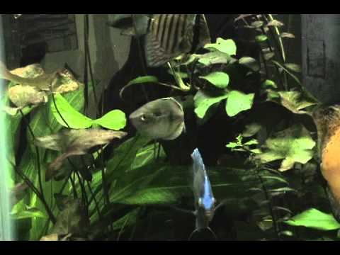 how to fertilize sword ferns