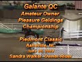 2004 Paso Fino Piedmont Classic AO Performance Gelding Championship