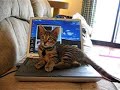My Cat Shuts Down the Computer