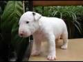 videos de Funny Little Kitties & Cute Doggies
