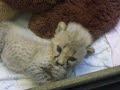 baby cheetah cincy zoo.MOV