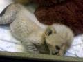 videos de baby cheetah cincy zoo.MOV