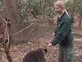 A Porcupine Takes His Morning Stroll...