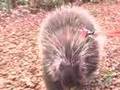 A Porcupine Takes His Morning Stroll...