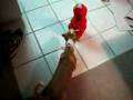 Tickle-Me-Elmo-Scare
