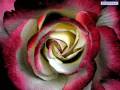 mijn slide show.wmv