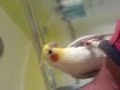 Click here to watch this video Cats theme song by Gilmour the cockatiel !
