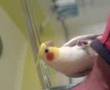 Cats theme song by Gilmour the cockatiel !