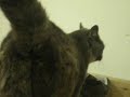 David Attenboroughs spoof Christmas cat show