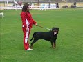 CACIB PRILEP 2007 CACIB PRILEP 2007