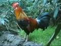 Crowing Rooster