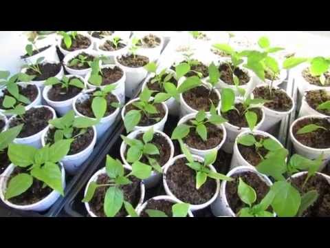 how to transplant winter squash