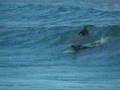 Surf Sardinia freshtraxxx