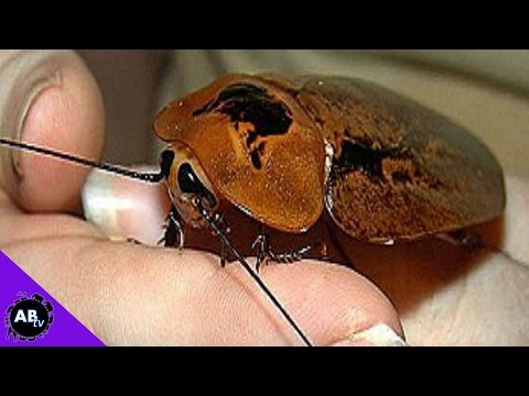 YouTube reptile video