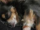 Chico the Snoring Chihuahua