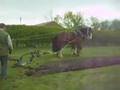 Horse-Drawn-Ploughin