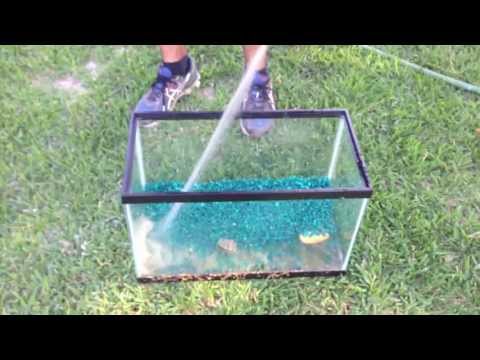video-linktoworks-Turtle Tank Cleaning