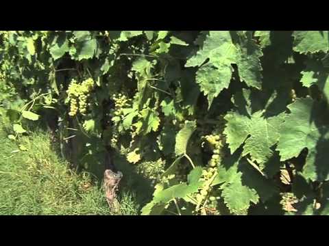 Spumante Brut Metodo Classico Toscano