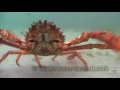 Angry spidercrab (spider crab) attacks a paparazzi
