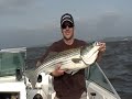STRIPER FISHING - I catch a 37 inch striper