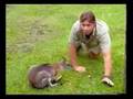 Croc Files : Marsupials - (Part 1)