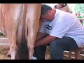 Chick McGee Milks a Cow Chick McGee Milks a Cow