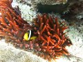 Clown Fish In Red Coral