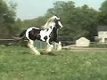 royal-gypsy-vanner-stallion.html