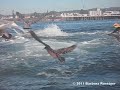 Surfařka málem skončila v útrobách velryby