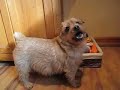 Dino the Norfolk Terrier - Tricks and Stuff