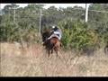 Horse Bucking